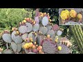 Purple pricklypear cactus opuntia santarita  in bloom