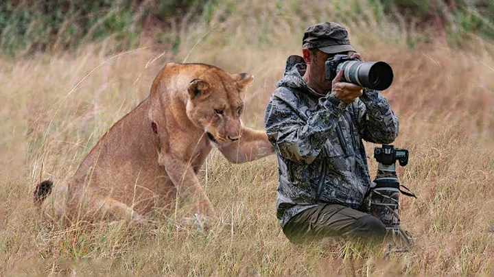 Lion Surprised Wildlife Photographers When He was Taking Pictures of a Pride - DayDayNews