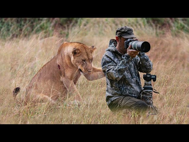 Lion Surprised Wildlife Photographers When He was Taking Pictures of a Pride class=