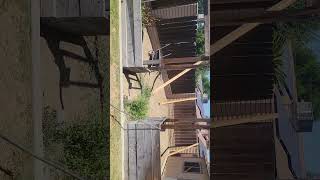 Don't sleep on these backyard builds #DIY #trending #shorts
