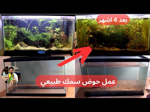 مراحل عمل حوض سمك طبيعي بتربة الحديقة منير ليث