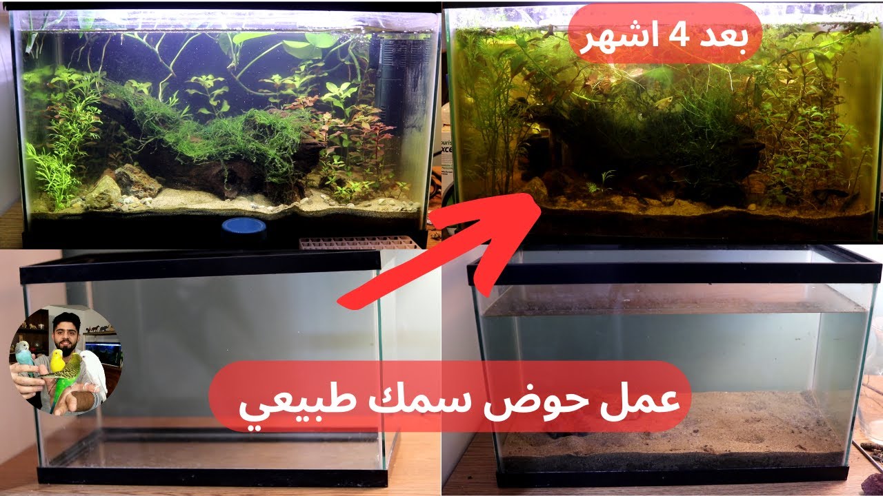 مراحل عمل حوض سمك طبيعي بتربة الحديقة! 