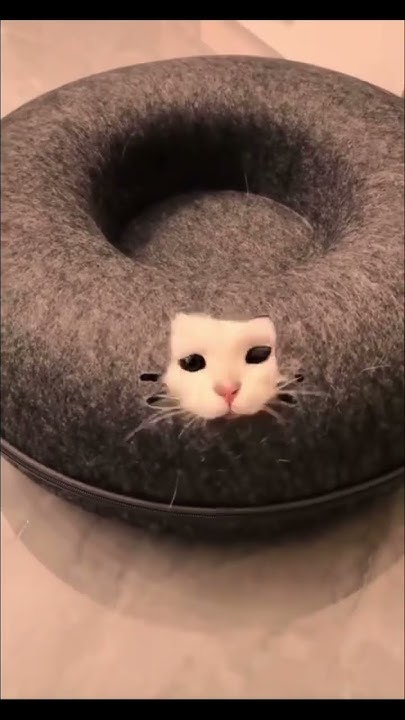 котики💞 #рекомендации#funny#котики - YouTube