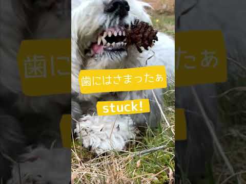 松ぼっくりが歯に挟まってパニくる犬がこちら 本編もみてね Youtube 松ぼっくりが歯に挟まってパニくる犬がこちら 本編もみてね Youtube