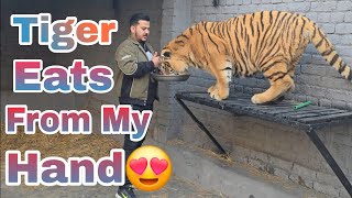 Tiger ko Mery Hath sy Chicken Khana Pasand hai 😍 |Tiger Loves to Eat Chicken From My Hand| Nouman |
