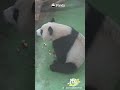 Fluffy "Vacuum Cleaner" At Work With Top Efficiency | iPanda #shorts