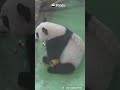 Fluffy "Vacuum Cleaner" At Work With Top Efficiency | iPanda #shorts