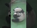 Fluffy "Vacuum Cleaner" At Work With Top Efficiency | iPanda #shorts