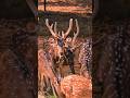 chital deer video reel.