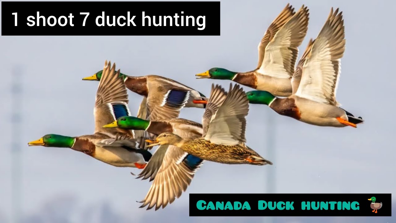 Canada Duck hunting 🦆 | 1 shoot 7 duck hunting | 2025 Hunting| 