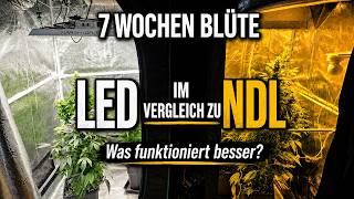Es bleibt spannend nach 7 Wochen 12/12 mit Led und Ndl Lampe.