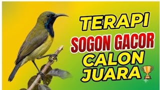 Terapi Mental Sogon Fighter calon juara – Pancingan Emosi Bikin Sogon Ngaruda & Nembak Kasar