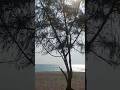 Lemur Beach | Lemur | Ayiram Kaal Pozhimugam Beach | European looking Goa Style Beach in Tamilnadu