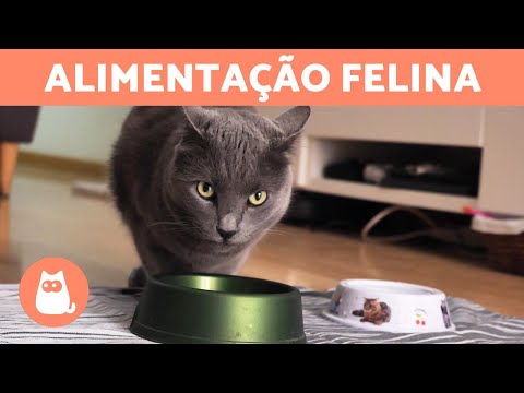 Vídeo: Como posso acalmar o miado de comida do meu gato na hora das refeições?