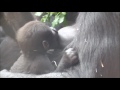 Gorilla Shinda and Her Tired Baby Ajabu in the Afternoon  :)