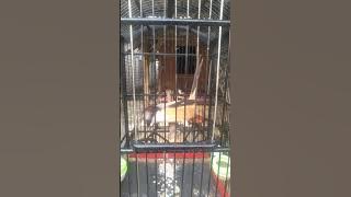 burung pentet/cendet Untuk Terima Tamu/Suguh tamu | durasi pendek