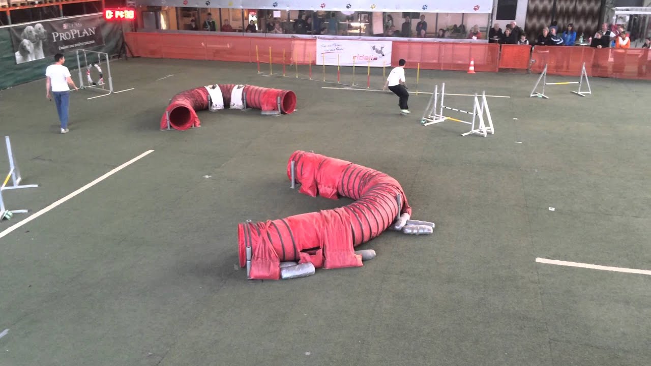 2015 Steirerpfoten,Simone mit Babou, 2. WM Quali J-Lauf