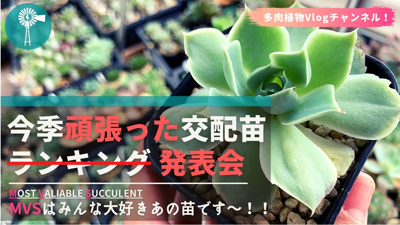 多肉植物】【Vlog】今季頑張った交配苗をご紹介！栄えある今季MVSは