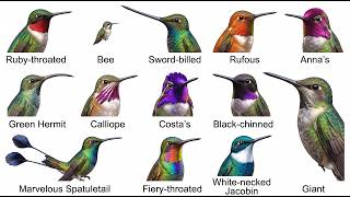 All Hummingbirds Explained In 10 Minutes
