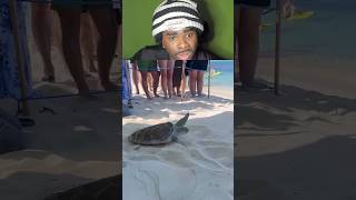 THIS TURTLE GOT RESCUED 😭💔 #funny #turtles #animals