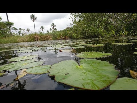 Crique Gabriel et Lac Pali Juin 2018 (Guyane Française)