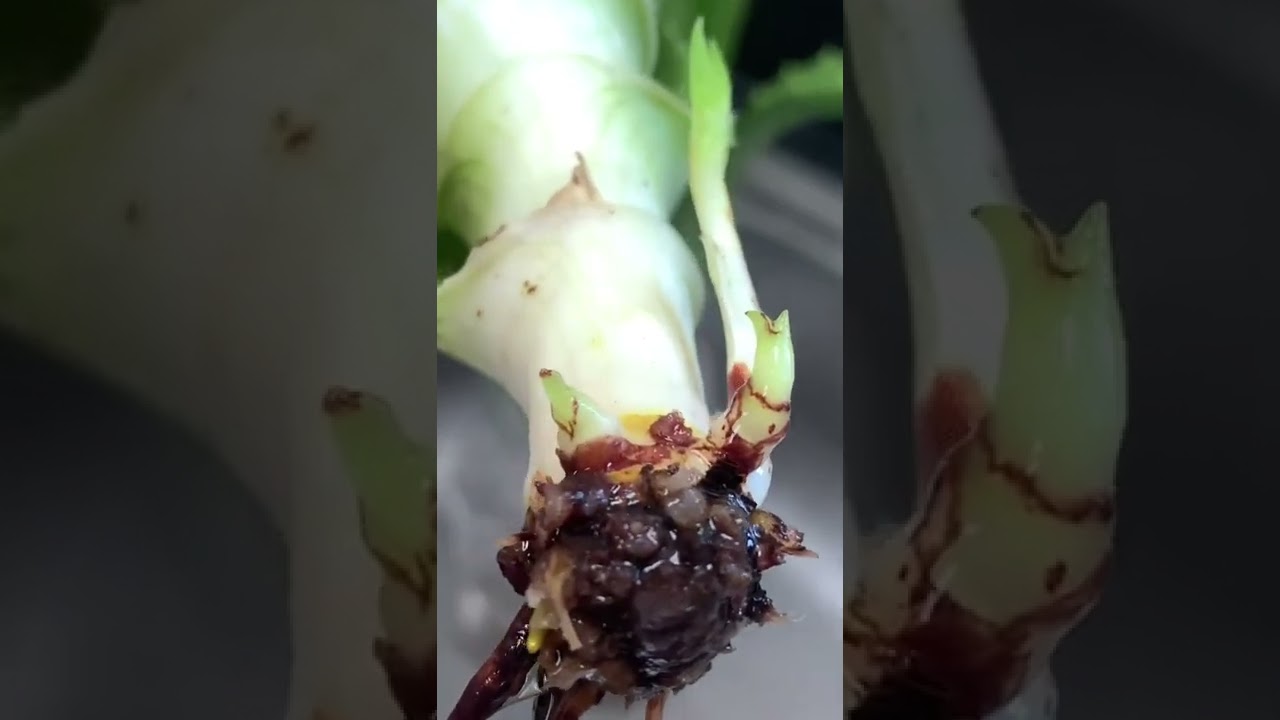 Алоэ в воде, новые побеги и корни - комнатные растения