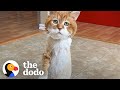 Stray, Three-Legged Cat Who Spent 9 Winters Outside Has His Own Fireplace Now | The Dodo Cat Crazy