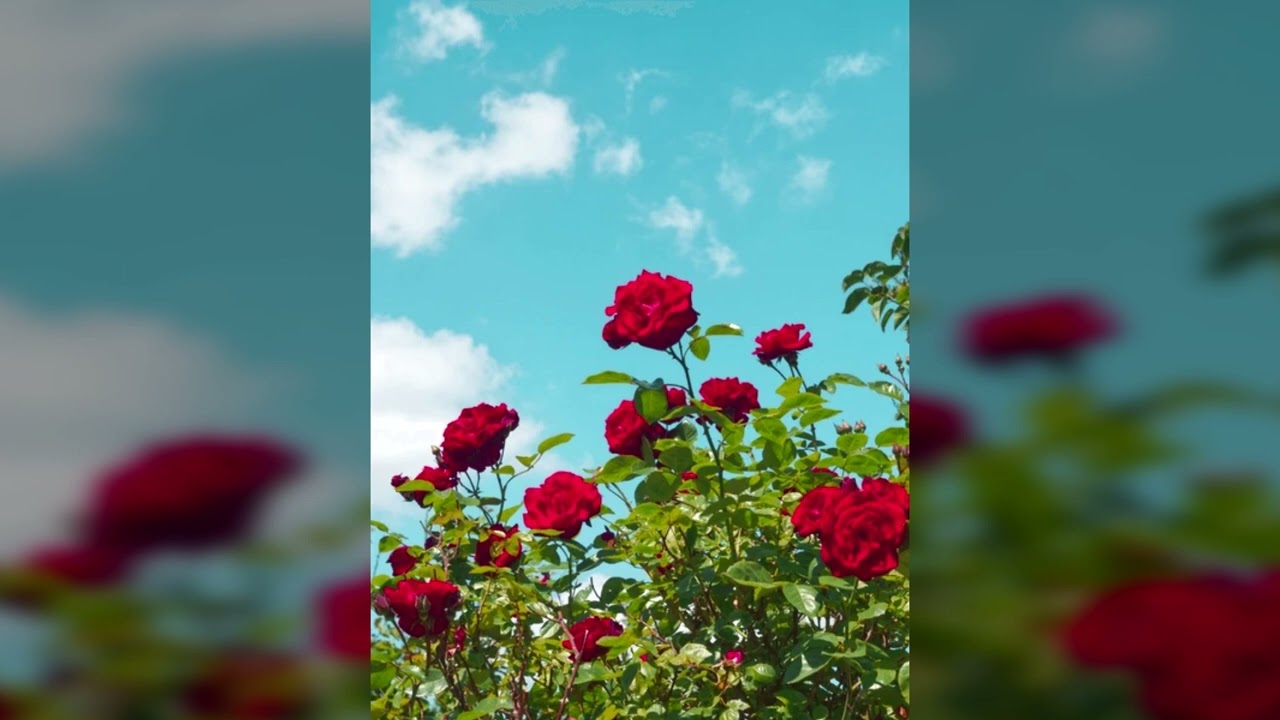 yu yu hakusho - romantic theme [remake by fss slowed + reverb]