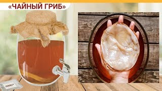 Ферментированный чайный гриб 147 руб Напиток из чайного гриба Чайный гриб для похудения Ферментированный чайный гриб 147 руб Напиток из чайного гриба Чайный гриб для похудения
