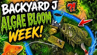 Algae Bloom / Fish death EP. 3