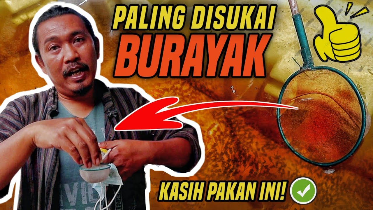 CARA MEMBERI MAKAN BURAYAK IKAN CUPANG DENGAN INFUSORIA DAN ARTEMIA