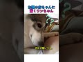 【感動】「赤ちゃん主人様?」😱 お腹の胎動に驚き、優しく寄り添うワンちゃんに涙 ✨🐕👶
