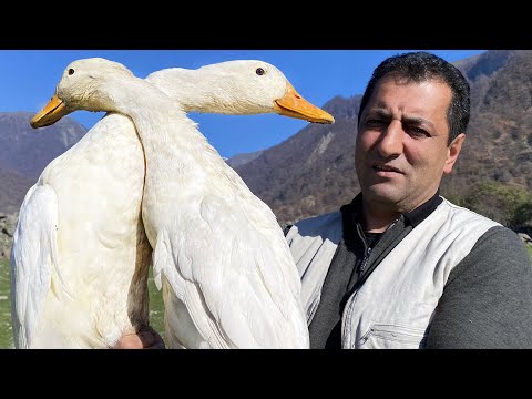 WE FOUND AN AMAZING PLACE AND COOKED A DELICIOUS DUCK DINNER! HOW TO COOK A GOOSE IN THE MOUNTAINS?