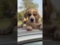 #pakbully #bullykutta #indianmastiff #bullykuttasofinstagram #pakistanibully #dogs #guarddogs #pets