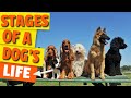 🐶STAGES of a DOG&#39;S LIFE (How They Age)