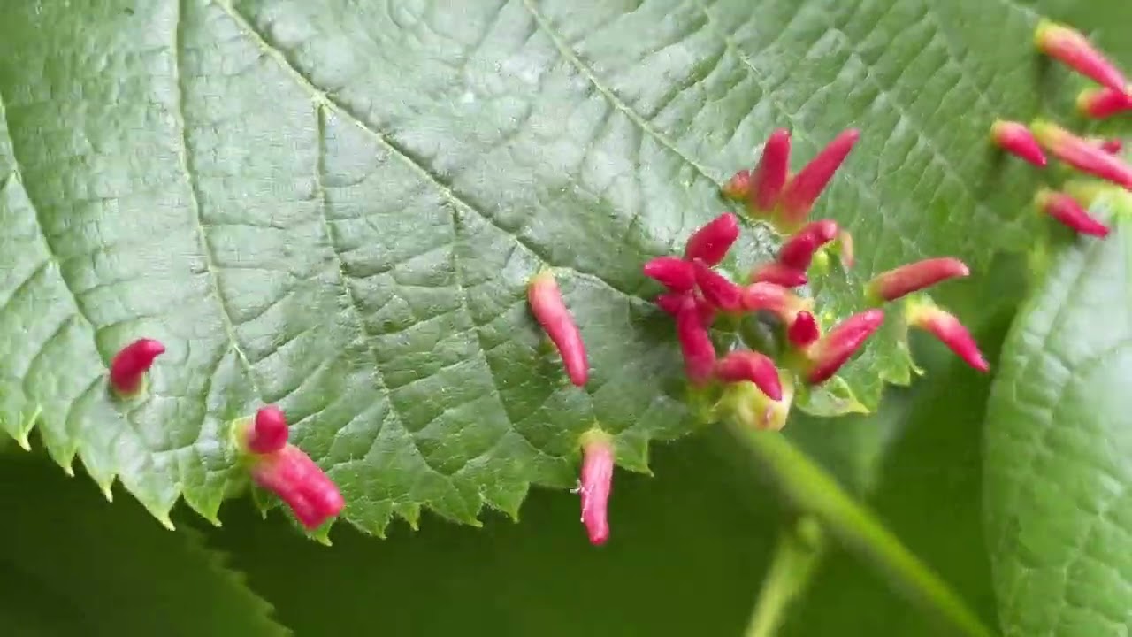 Large-leaved lime - leaves & Lime nail galls close up - May 2022