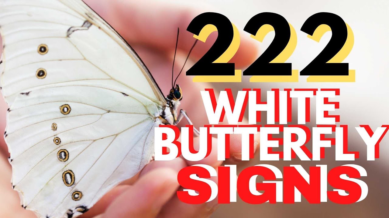 222 And White Butterfly Signs YouTube
