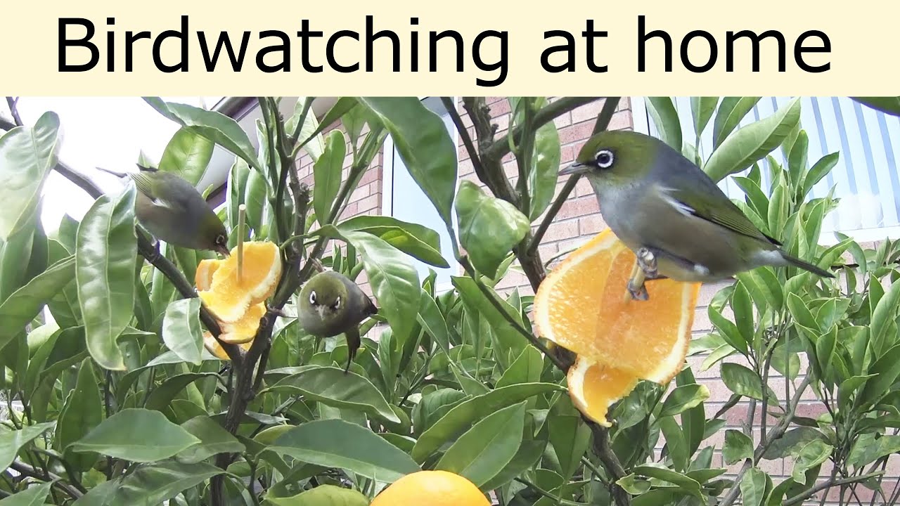 Birdwatching at home - Silvereye eats oranges