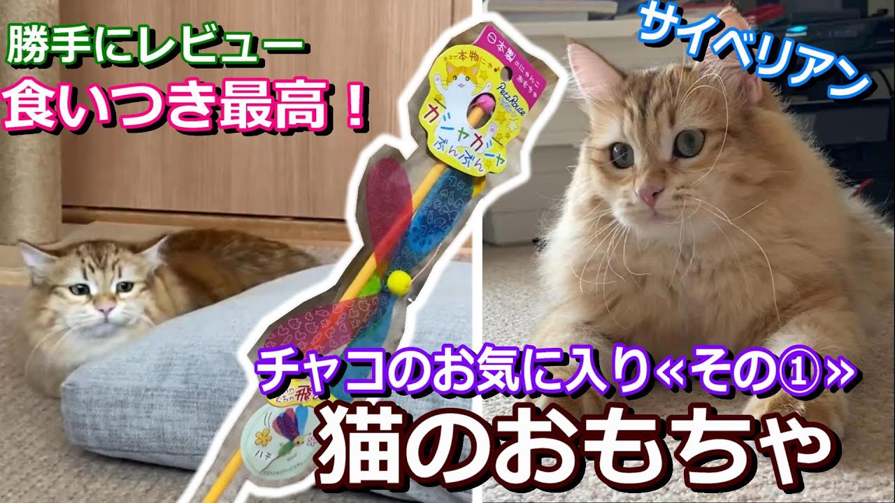 猫のおもちゃ チャコのお気に入り ちゃこｔｕｂｅ カシャカシャぶんぶん ペッツルート 猫の遊ばせ方 毎日おつかれさまです サイベリアン チャコの おもちゃ Youtube