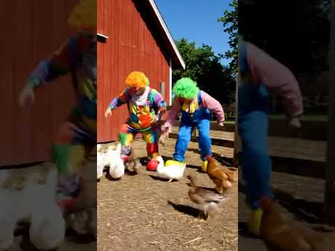 Could They Be Farmers Funny Funnyshorts Comedy Subscribe Outdoors Chicken Duck Fun Fyp 