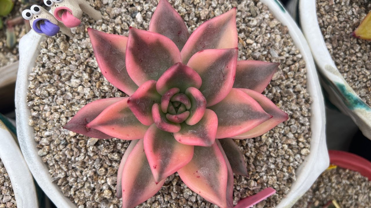 루시다육 . . #로미오금 #올인금 #판타스틱 #수입종자 #특이종자 #라이브방송