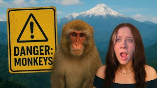 We Climbed a Mountain to Find Japan’s Wild Monkeys screenshot 4