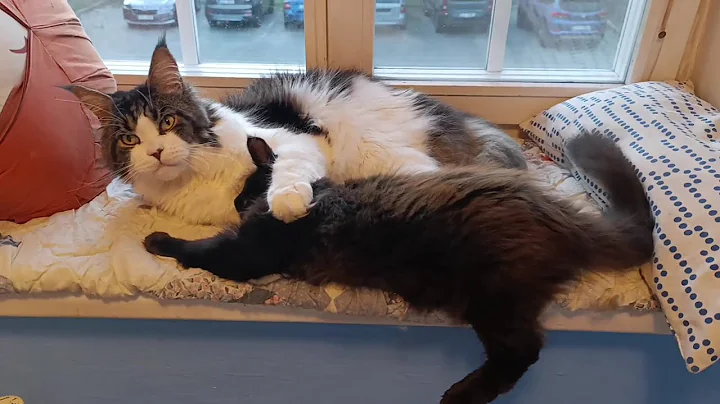 Video 10685301: maine coon cat kitten, tiny maine coon kitten, giant maine coon kitten, big maine coon kitten, little maine coon kitten, maine coon cat gentle, maine coon cats show, best maine coon cat, maine coon cleaning