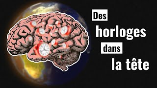 Perception Du Temps Et Rythme Circadien Comment Marche Notre Horloge Interne Biologique ?