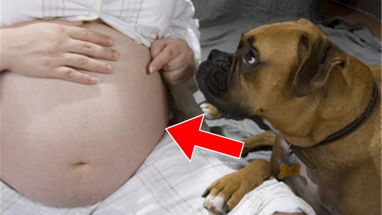 Dog Keeps Barking At Pregnant Woman s Belly Doctor Calls Police After dog-keeps-barking-at-pregnant-woman-s-belly-doctor-calls-police-after