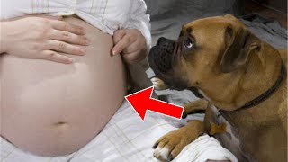 Dog Keeps Barking At Pregnant Woman's Belly - Doctor Calls Police After Seeing The Ultrasound