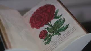 The Gorgeous Nothings: Flowers at Chatsworth 2025