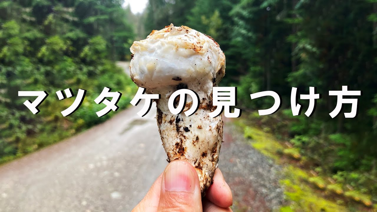 33 松茸 10/13日採りました 天然きのこ 松茸 国産 マツタケ まつたけ