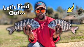 Is This Bait Worth Using To Catch Sheepshead?