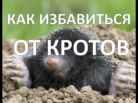 Как избавиться от Кротов раз и Навсегда.